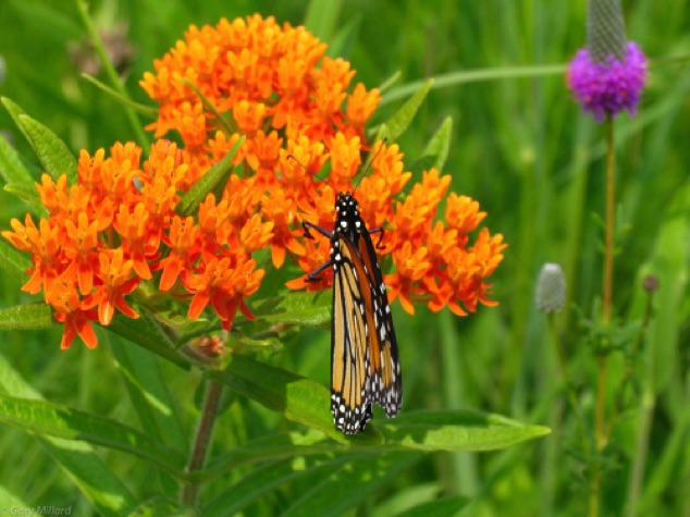 Monarch on Butterfly Milkweed
Schulenburg Prairie
Morton Arboretum - Lisle IL